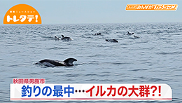 みんカメ