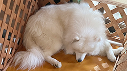 あいたいAAB