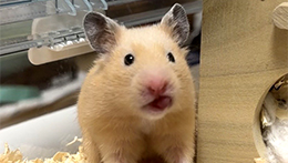 あいたいAAB